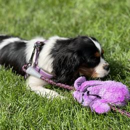 Cavalier King Charles Spaniel Puppies from Mapleview Cavalier King Charles Spaniels