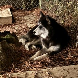 Ebony - Siberian Husky