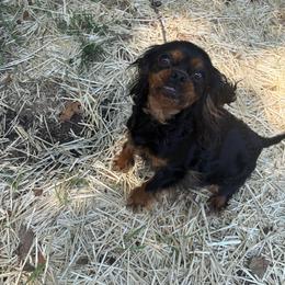 Diva - Cavapoo