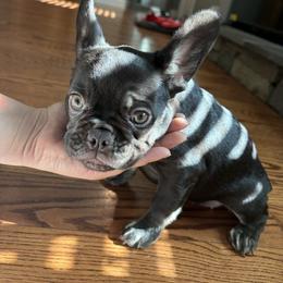 Dove - Tricolors female French Bulldog puppy in Snellville, Georgia from Felicia's French Bulldogs