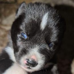 Achillia (ah-keel-e-ah) - Agouti and white female Siberian Husky puppy in Richland, Mississippi from Feazell’s Siberian Huskies