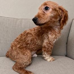 Tiny Tim (Red Collar) - Parti male Goldendoodle puppy in Wichita, Kansas from The Goldendoodle Gal