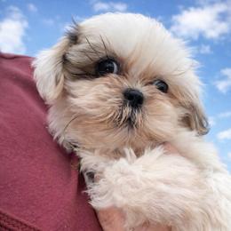Lady Elegance - Tricolor female Shih Tzu puppy in Chattanooga, Tennessee from Joy-Fur Puppies