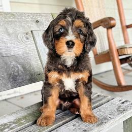 Rags - Blue merle male Bernedoodle puppy in Glenford, Ohio from Mi-De Doodles