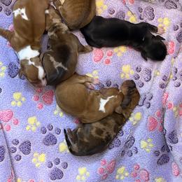 Dachshund Puppies from Witchy Woman’s Wiener’s