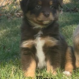 Cider - Red tri male Miniature Australian Shepherd puppy in Huntington, Texas from 4J Aussies