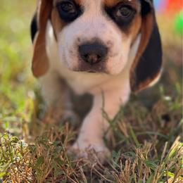 AKC Lynx - Black tan and white male Beagle puppy in Rogersville, Missouri from Hales Little Beagle Haven