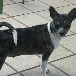 Chihuahua puppies from Star Catcher Pups