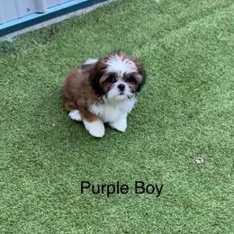 Purple boy 4 - Red and tan male Shih Tzu puppy in Zeigler, Illinois from Dandy Little  Shih Tzu, Shih Poo's and Toy Poodles