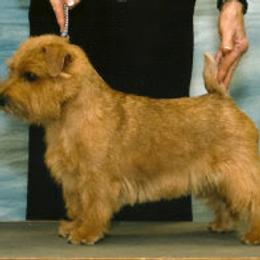 Norfolk Terrier and Norwich Terrier All Grown Up from Infinity Kennels