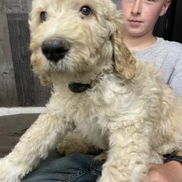 Bernedoodle and Pyredoodle Puppies from Washington Bernedoodles & Pyredoodles