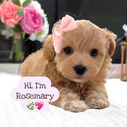 Rosemary - Apricot female Maltipoo puppy in Spring, Texas from GlamPaw Maltipoos