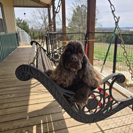 Tart - Cocker Spaniel