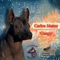 Carlos - Xoloitzcuintli