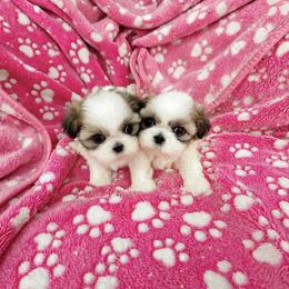 Shichon and Shih Tzu Puppies from Angie’s Teddy Bear Puppies Minnesota