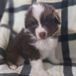 Blue collar-Phoenix - Red tri-color male Miniature American Shepherd puppy in Statesboro, Georgia from Azure Miniature American Shepherds
