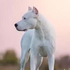 Elaina - Dogo Argentino