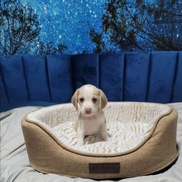 Light tan Girl - Tan and white female Beagle puppy in New River, Arizona from Desert Mountain Dobermans