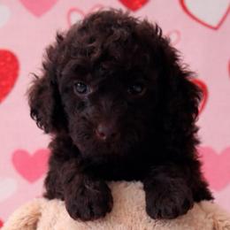 Kiss - Chocolate male Goldendoodle puppy in Reno, Nevada from Darling Doodles