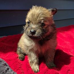 Gandalf - Orange sable male Pomeranian puppy in Hooksett, New Hampshire from Granite State Pomeranians