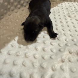 Boy 2 - Sable male German Shepherd puppy in Ashland, Alabama from CzechDDR