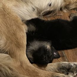 German Shepherd Puppies from Rachelle's Pups