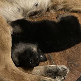 German Shepherd Puppies from Rachelle's Pups