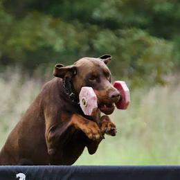 Doberman Pinschers and German Shepherds from di Casa Ortiz German Shepherds