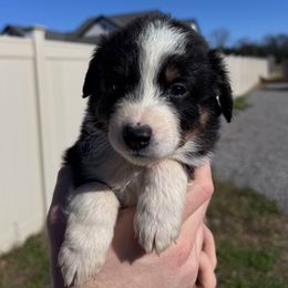Boy 2 - Black tri male Miniature Australian Shepherd puppy in Murfreesboro, Tennessee from Norby's Mini Aussies
