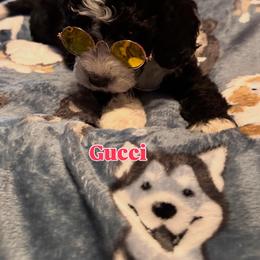 Gucci - Black male Goldendoodle puppy in Cordova, Tennessee from TrueLine kennels