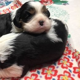 Cavalier King Charles Spaniels from Fieldstone Cavaliers