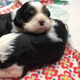 Cavalier King Charles Spaniels from Fieldstone Cavaliers