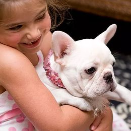 French Bulldogs from Chitawee French Bulldogs