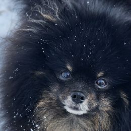 Pomeranians from HERRPOMS