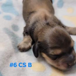 Dachshund Puppies from CLARK'S BREEDING PROGRAM