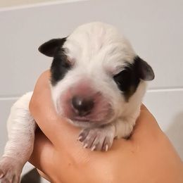 Owl (ASDR) - Blue speckled male Australian Cattle Dog puppy in Marana, Arizona from Impact 3rd Australian Cattle Dogs