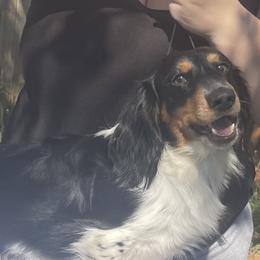 Roscoe - Dachshund