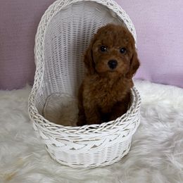 William(AKC) - Red  male Poodle puppy in Moreno Valley, California from Yanni's Poodle