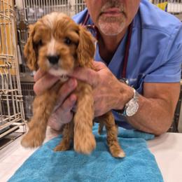 Mark - Blenheim male Cavapoo puppy in Siloam Springs, Arkansas from Kingdom Bound By Design