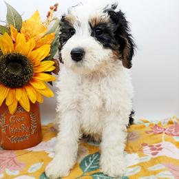 Bingo - Tri-color female Bernedoodle puppy in Granton, Wisconsin from Rose River Farms