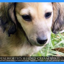 Spirit - Cream male Dachshund puppy in Inverness, Florida from Royalworth Kennel