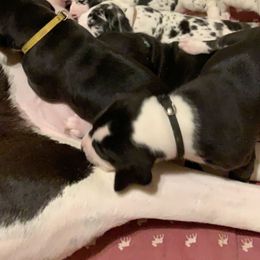 Great Dane Puppies from Cook’s Gentle Giants