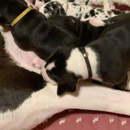 Great Dane Puppies from Cook’s Gentle Giants