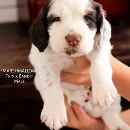 English Cocker Spaniel Puppies from HighBrassGunDogs