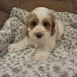 COCO - Buff and white female Cockapoo puppy in Mena, Arkansas from Ouachita River Cockapoos
