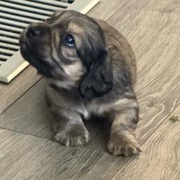 Tucker - Cream male Dachshund puppy in Madisonville, Tennessee from KK Mini Doxies