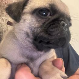 Brown collar - Fawn female Pug puppy in Tallapoosa, Georgia from West Georgia Pugs
