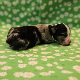 Blythe - Blue merle female Toy Australian Shepherd puppy in Snowflake, Arizona from Halfpint Aussies