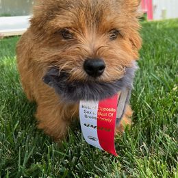 Norwich Terrier Puppies from Alegria Norwich Terriers