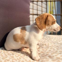 Dachshund Puppies from Alex Cartagena